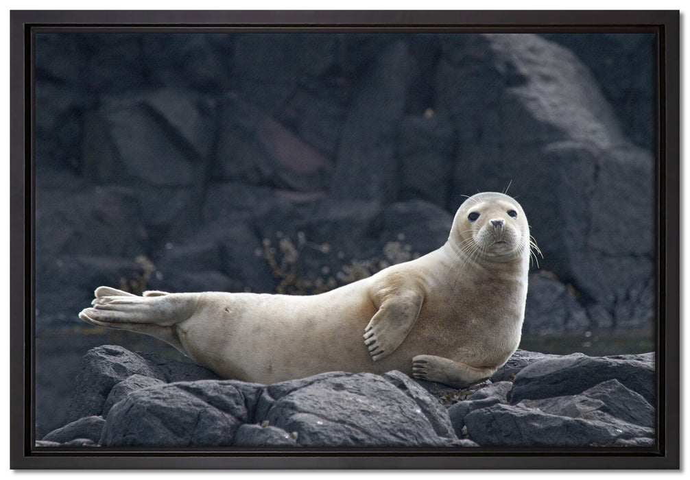 Robbe entspannt auf Felsen, Leinwandbild mit Bilderrahmen