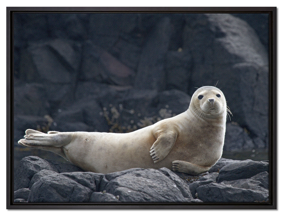 Robbe entspannt auf Felsen, Leinwandbild mit Bilderrahmen