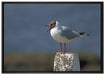 kleine Lachmöwe auf Leinwandbild gerahmt Größe 100x70