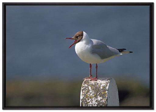 kleine Lachmöwe auf Leinwandbild gerahmt Größe 100x70