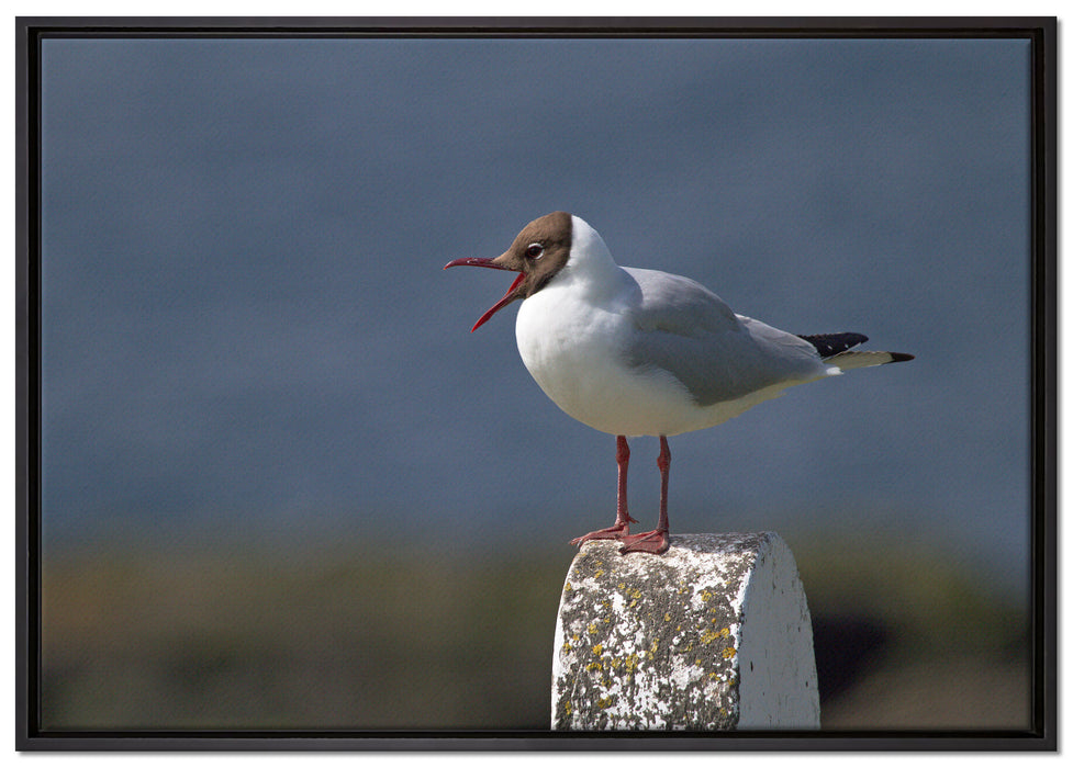 kleine Lachmöwe auf Leinwandbild gerahmt Größe 100x70