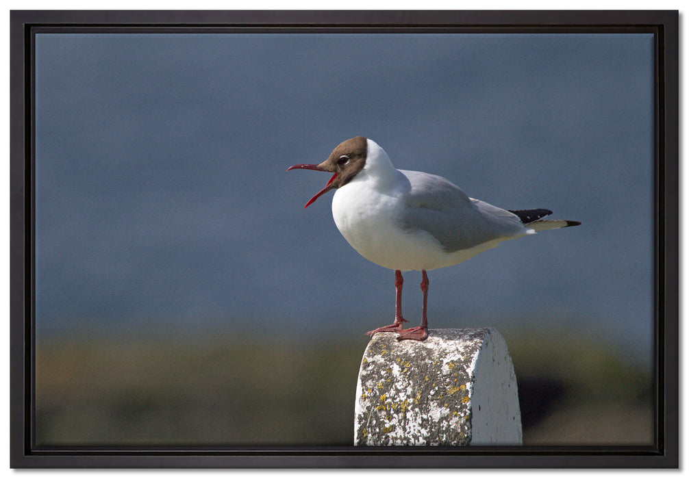 kleine Lachmöwe auf Leinwandbild gerahmt Größe 60x40