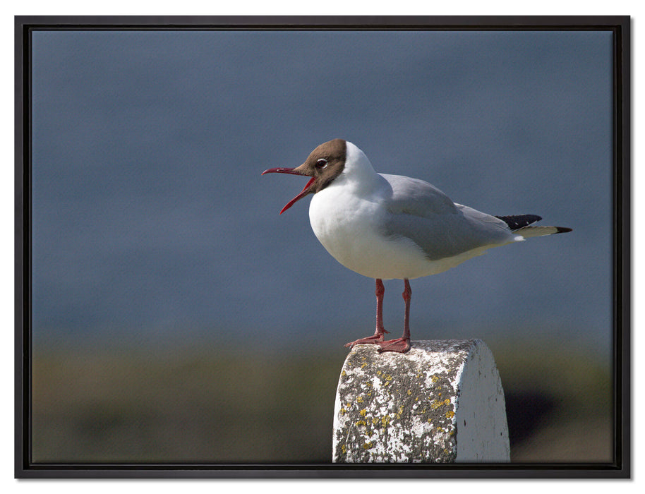 kleine Lachmöwe auf Leinwandbild gerahmt Größe 80x60