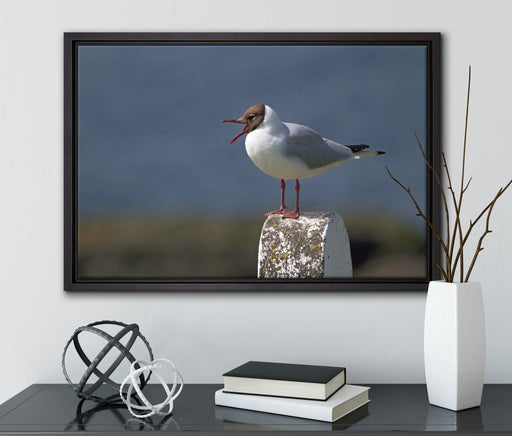 kleine Lachmöwe auf Leinwandbild gerahmt mit Kirschblüten