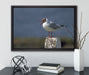 kleine Lachmöwe auf Leinwandbild gerahmt mit Kirschblüten