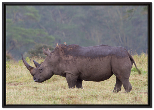 großes Nashorn in der Savanne auf Leinwandbild gerahmt Größe 100x70