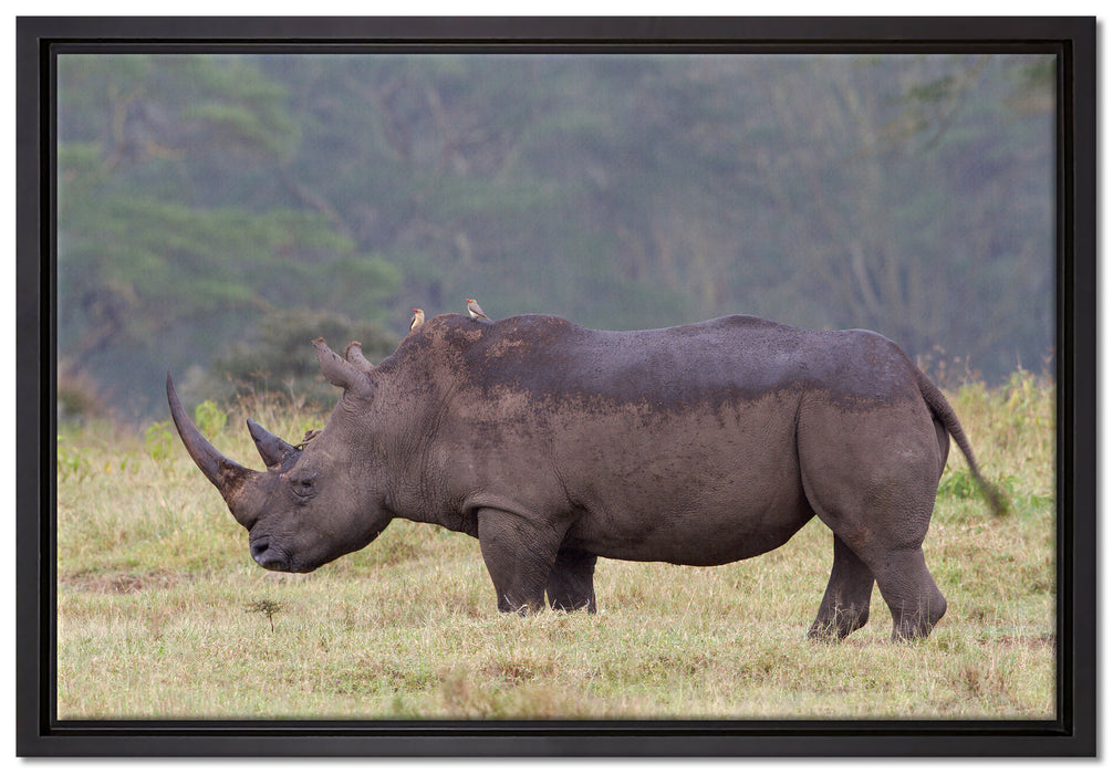 großes Nashorn in der Savanne auf Leinwandbild gerahmt Größe 60x40