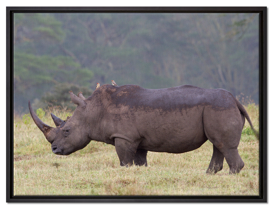 großes Nashorn in der Savanne auf Leinwandbild gerahmt Größe 80x60