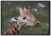 schöne Giraffe beim Fressen auf Leinwandbild gerahmt Größe 100x70