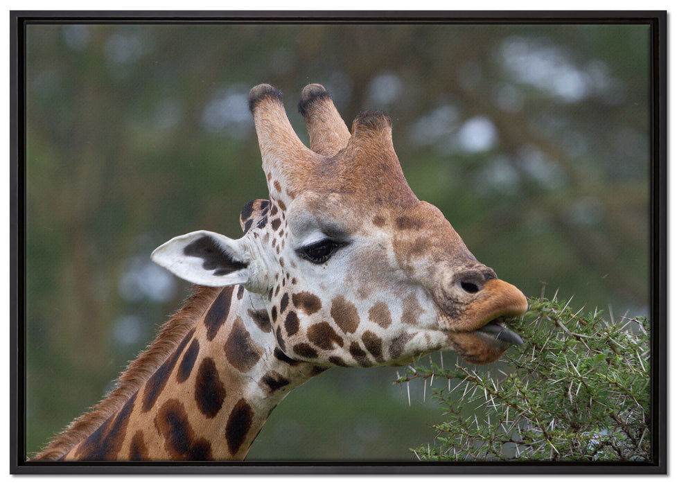 schöne Giraffe beim Fressen auf Leinwandbild gerahmt Größe 100x70