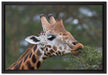 schöne Giraffe beim Fressen auf Leinwandbild gerahmt Größe 60x40
