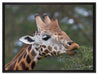 schöne Giraffe beim Fressen auf Leinwandbild gerahmt Größe 80x60