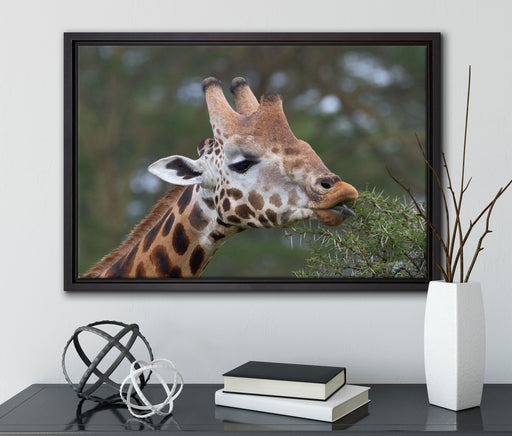 schöne Giraffe beim Fressen auf Leinwandbild gerahmt mit Kirschblüten