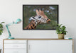 schöne Giraffe beim Fressen auf Leinwandbild gerahmt verschiedene Größen im Wohnzimmer