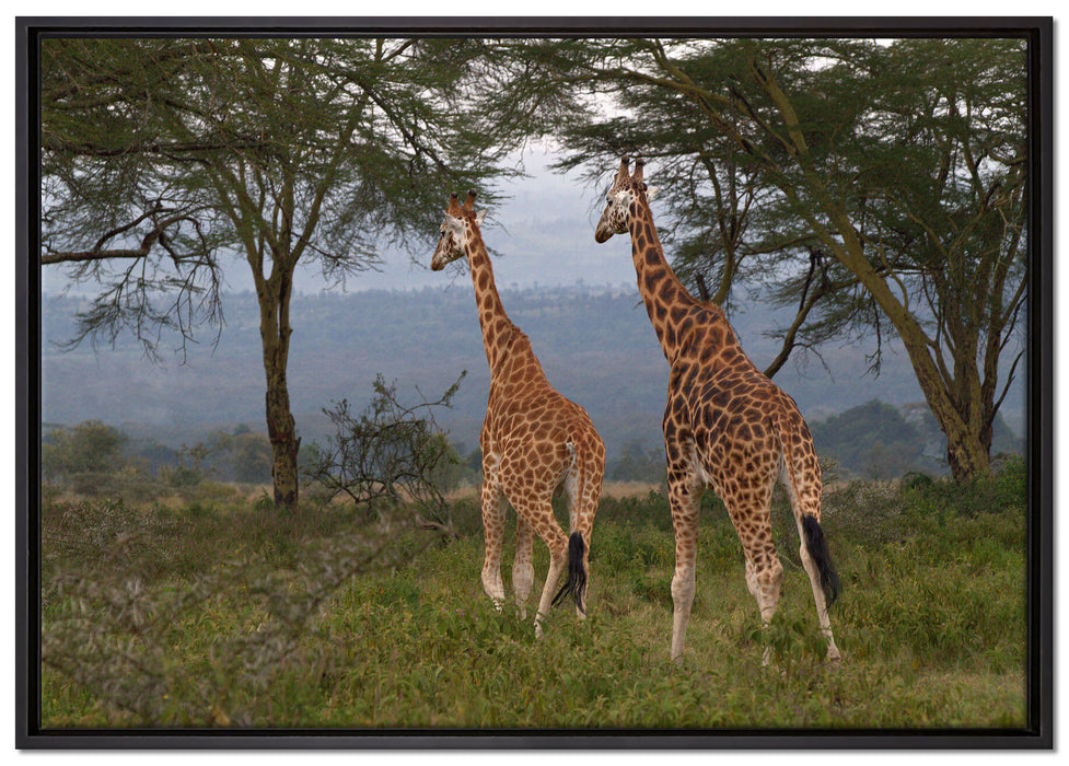 anmutige Giraffen in der Savanne auf Leinwandbild gerahmt Größe 100x70