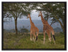 anmutige Giraffen in der Savanne auf Leinwandbild gerahmt Größe 80x60