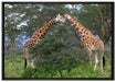 Giraffenpaar in der Savanne auf Leinwandbild gerahmt Größe 100x70
