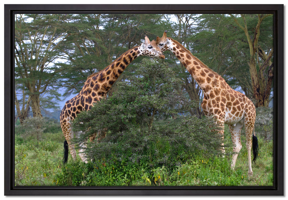 Giraffenpaar in der Savanne auf Leinwandbild gerahmt Größe 60x40