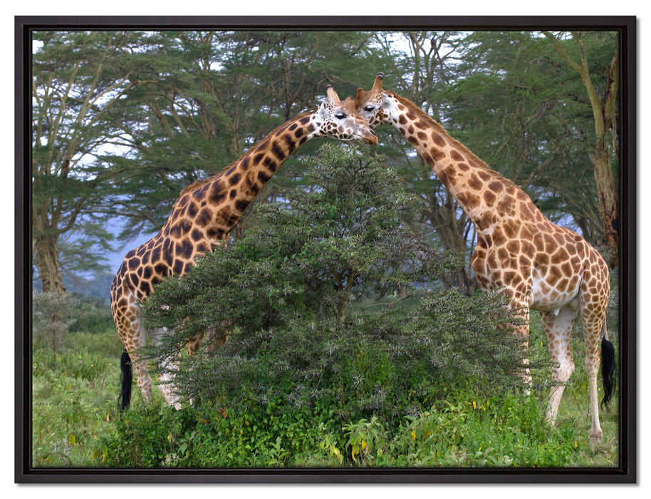 Giraffenpaar in der Savanne auf Leinwandbild gerahmt Größe 80x60