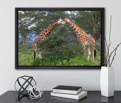 Giraffenpaar in der Savanne auf Leinwandbild gerahmt mit Kirschblüten