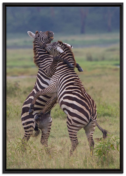 kämpfende Zebras auf Leinwandbild gerahmt Größe 100x70