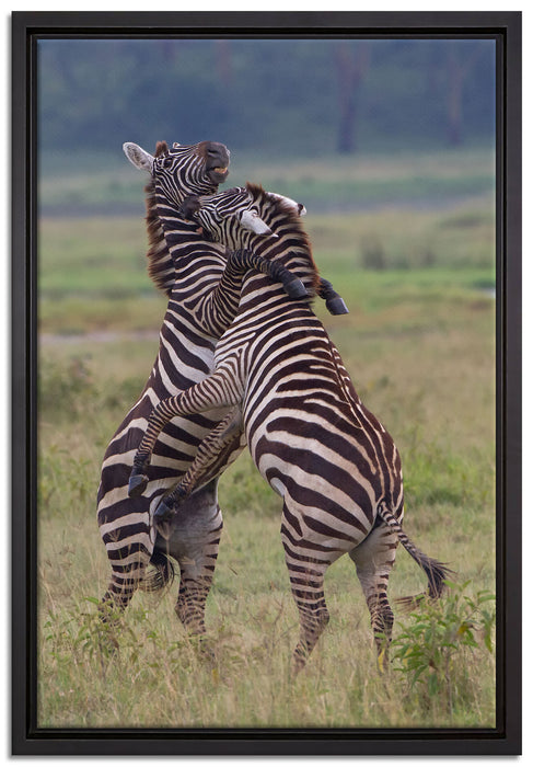 kämpfende Zebras auf Leinwandbild gerahmt Größe 60x40