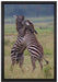 kämpfende Zebras auf Leinwandbild gerahmt Größe 60x40