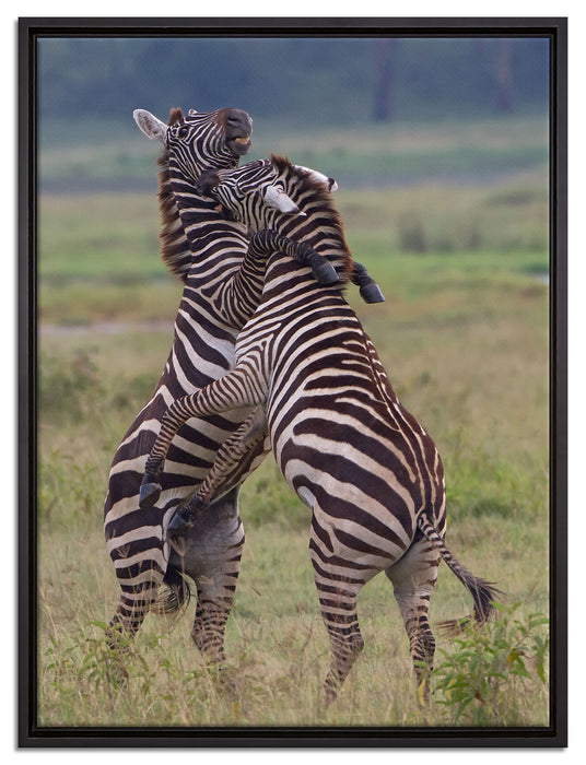 kämpfende Zebras auf Leinwandbild gerahmt Größe 80x60
