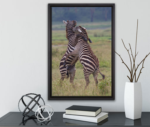 kämpfende Zebras auf Leinwandbild gerahmt mit Kirschblüten