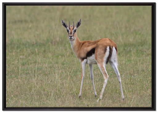 prächtige Gazelle auf Wiese auf Leinwandbild gerahmt Größe 100x70