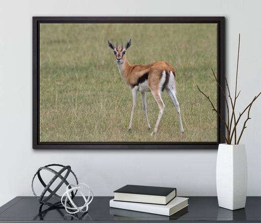 prächtige Gazelle auf Wiese auf Leinwandbild gerahmt mit Kirschblüten