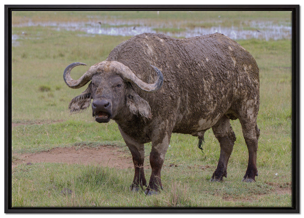 Schlamm Kaffernbüffel auf Leinwandbild gerahmt Größe 100x70