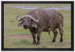 Schlamm Kaffernbüffel auf Leinwandbild gerahmt Größe 60x40