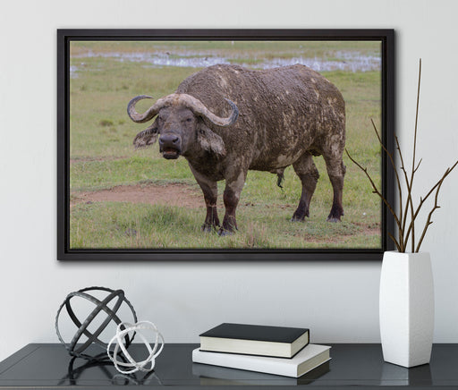 Schlamm Kaffernbüffel auf Leinwandbild gerahmt mit Kirschblüten