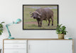 Schlamm Kaffernbüffel auf Leinwandbild gerahmt verschiedene Größen im Wohnzimmer