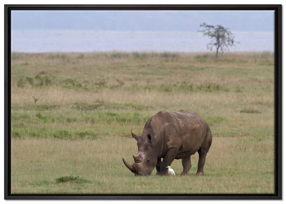 großes Nashorn beim Fressen auf Leinwandbild gerahmt Größe 100x70