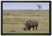 großes Nashorn beim Fressen auf Leinwandbild gerahmt Größe 60x40