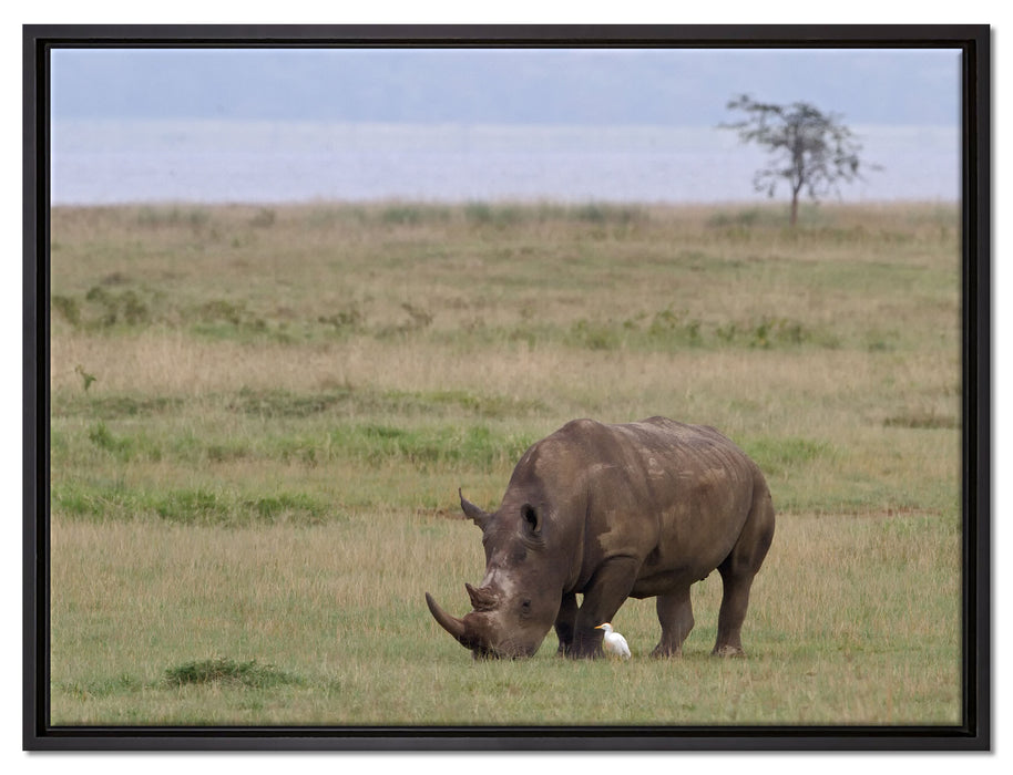 großes Nashorn beim Fressen auf Leinwandbild gerahmt Größe 80x60