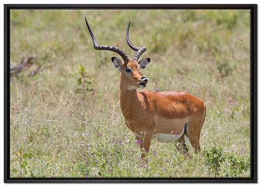 Dorkasgazelle im Wildgras auf Leinwandbild gerahmt Größe 100x70
