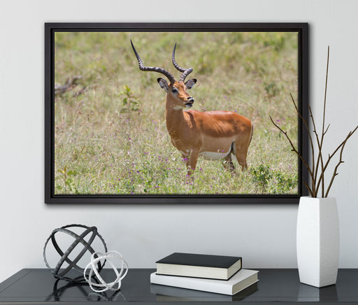 Dorkasgazelle im Wildgras auf Leinwandbild gerahmt mit Kirschblüten