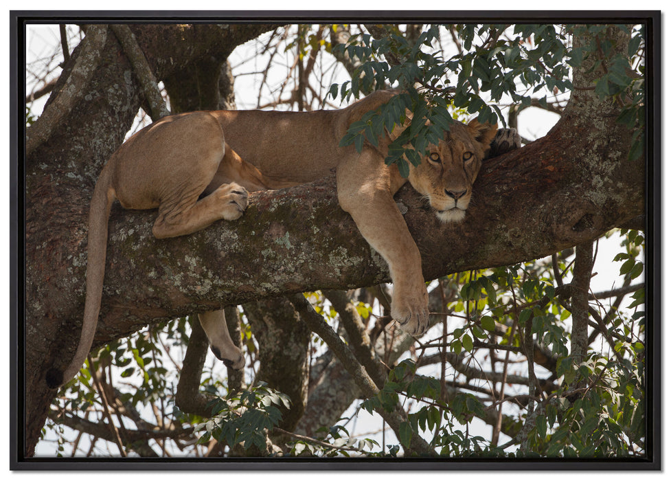 Löwenweibchen schläft auf Baum auf Leinwandbild gerahmt Größe 100x70