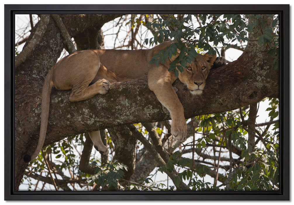 Löwenweibchen schläft auf Baum auf Leinwandbild gerahmt Größe 60x40