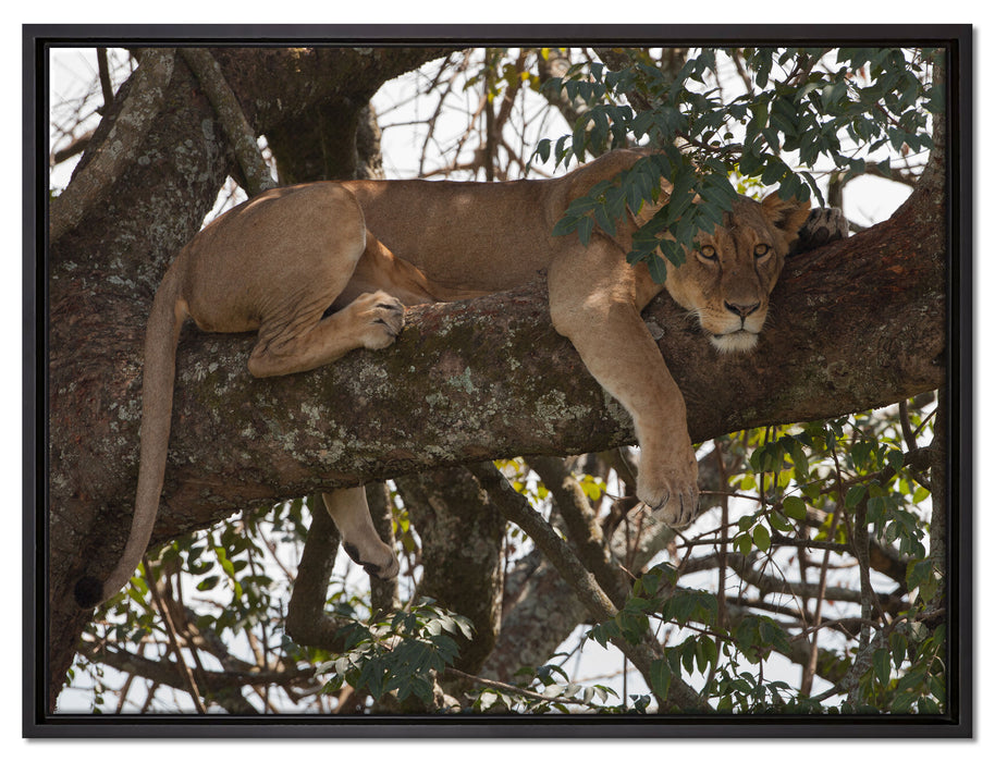 Löwenweibchen schläft auf Baum auf Leinwandbild gerahmt Größe 80x60