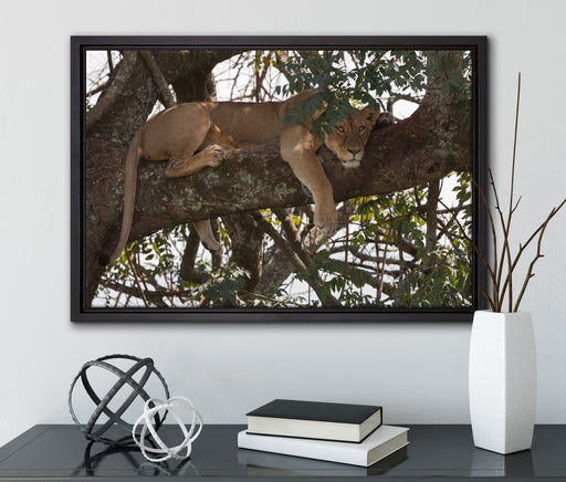Löwenweibchen schläft auf Baum auf Leinwandbild gerahmt mit Kirschblüten