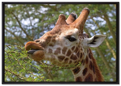 niedliche Giraffe beim Fressen auf Leinwandbild gerahmt Größe 100x70