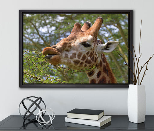 niedliche Giraffe beim Fressen auf Leinwandbild gerahmt mit Kirschblüten