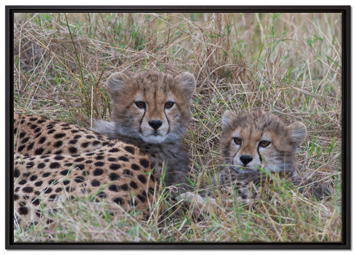 süße junge Geparden im Gras auf Leinwandbild gerahmt Größe 100x70