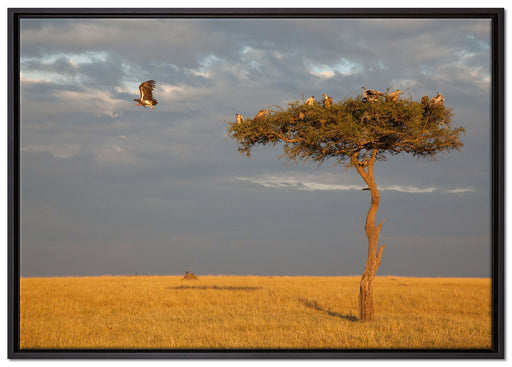 Geierschwarm in der Savanne auf Leinwandbild gerahmt Größe 100x70