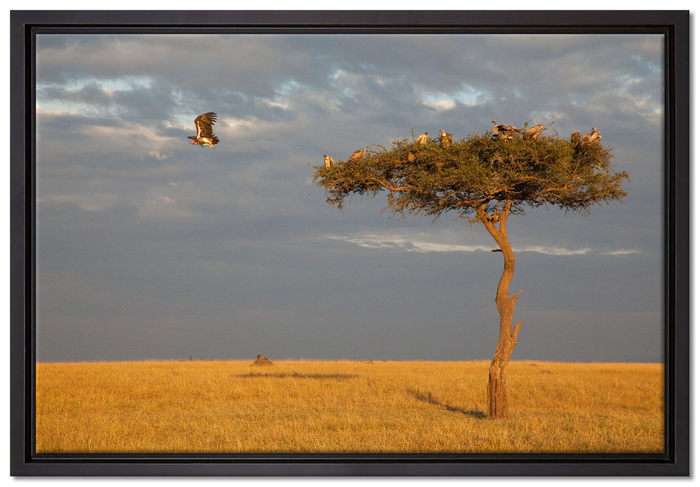 Geierschwarm in der Savanne auf Leinwandbild gerahmt Größe 60x40