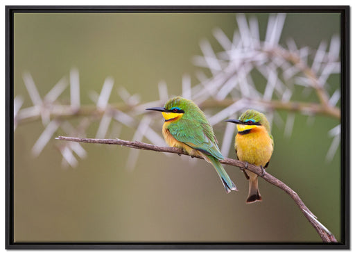 Vögel auf Ast auf Leinwandbild gerahmt Größe 100x70
